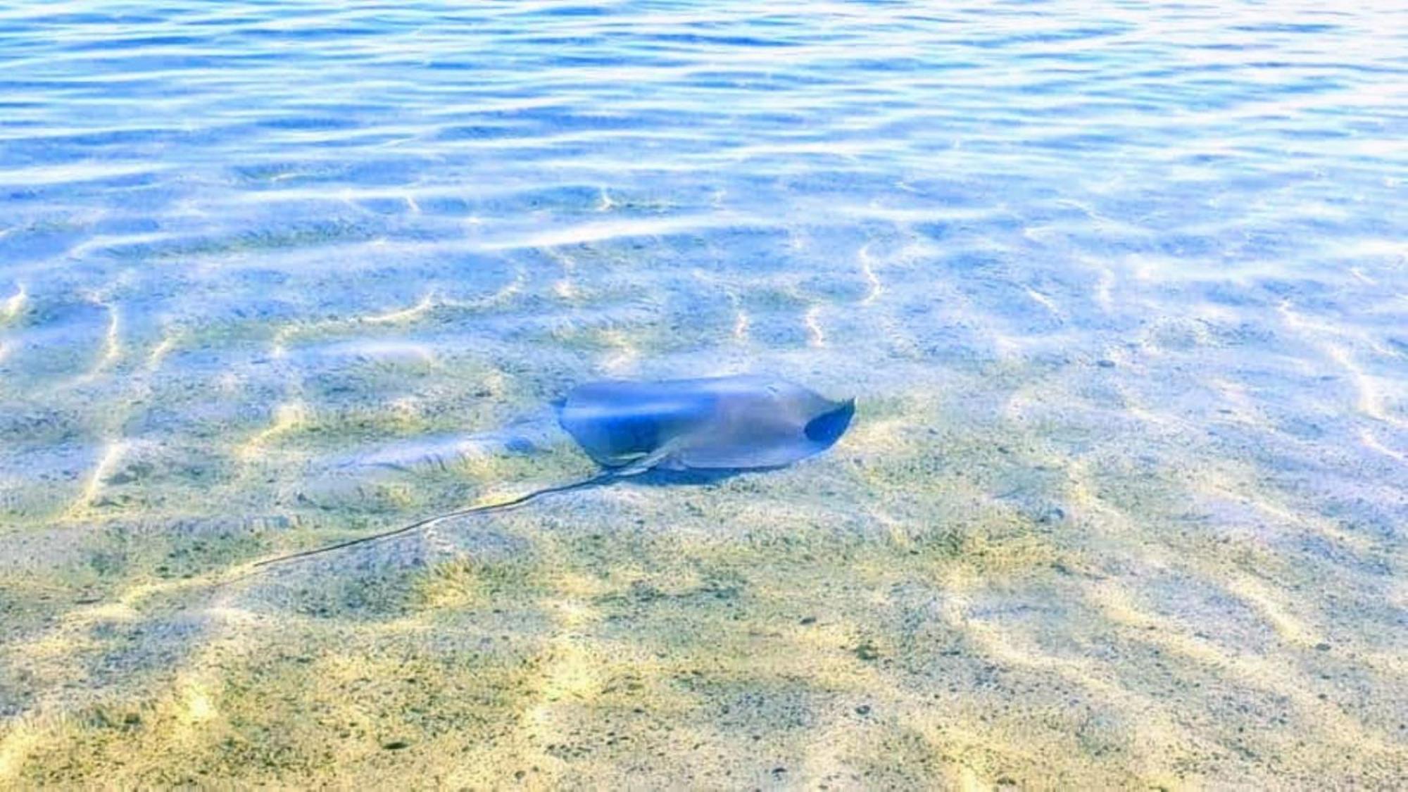 Moorea - Fare Taina Nui Haapiti Esterno foto